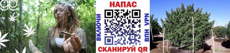 Бошки марихуана SATIVA & INDICA купить закладку Павловский Посад